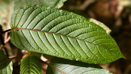 Naturak kratom creates goldilocks effects