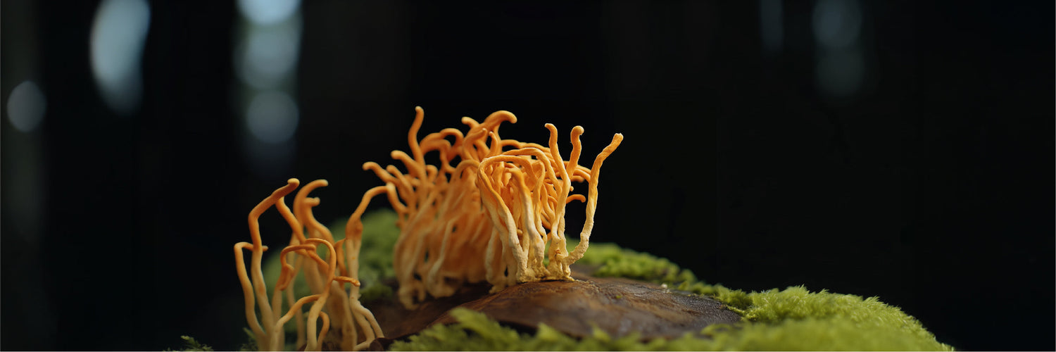 Cordyceps 101