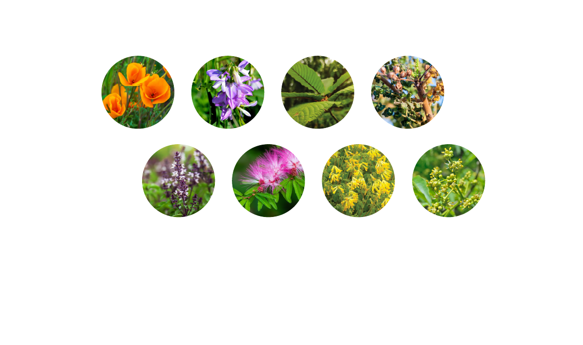 VIVAZEN proprietary herbal blend